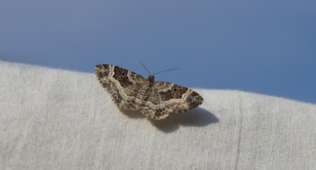 Common carpet moth