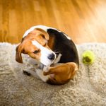 Dog scratching on carpet spreading fleas