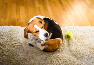 Dog scratching on carpet spreading fleas