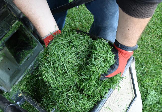 Man mulching grass clippings