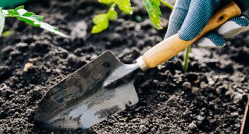 The farmer's hand uses a garden trowel to loosen the soil