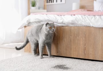 cat near urine spot on carpet