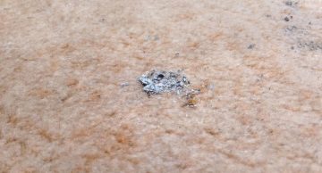 you can remove the ash from the carpet easy