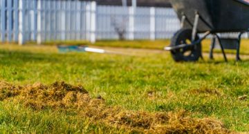 lawncare-mistakes There are some lawn care mistakes that we can make