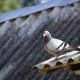 Pigeon on roof