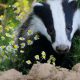 Just How to Put a STOP to Badgers Digging Up the Lawn of Your Dreams?