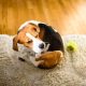 Dog scratching on carpet spreading fleas