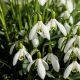 snowdrop