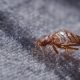 How to Get Rid of Bed Bugs in Blankets