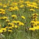 how-to-get-rid-of-dandelions