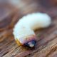 How to get rid of bugs - woodworm