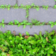 weeds in block paving