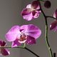 indoor orchid