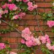 climbing roses on brick wall