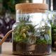 Small terrarium with plants