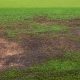 leatherjackets lawn damage