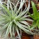 How to care for Air Plants