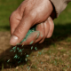 Overseeding a lawn