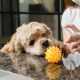 Are homemade disinfectants safe for pets