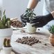best beginners houseplants