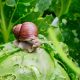 Garden pest snail on cabbage