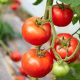 Tomatoes for companion planting