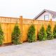 trellis on closeboard fenc