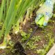 Weeding vegetable garden