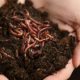 worm composting