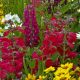 cottage garden flower bed