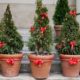 potted christmas trees