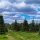 coniferous trees