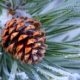 flocked Christmas tree needles